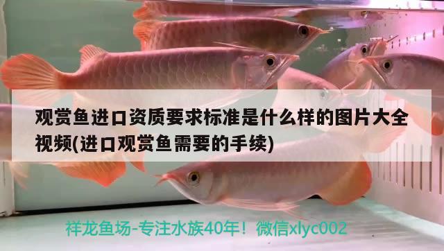 長春市哪里有做魚缸的（ 長春哪里買魚缸） 非洲象鼻魚