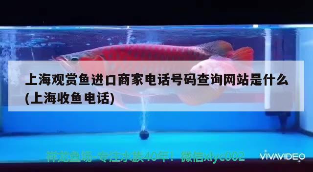 喀喇沁旗水精靈魚缸店 全國水族館企業(yè)名錄 第1張