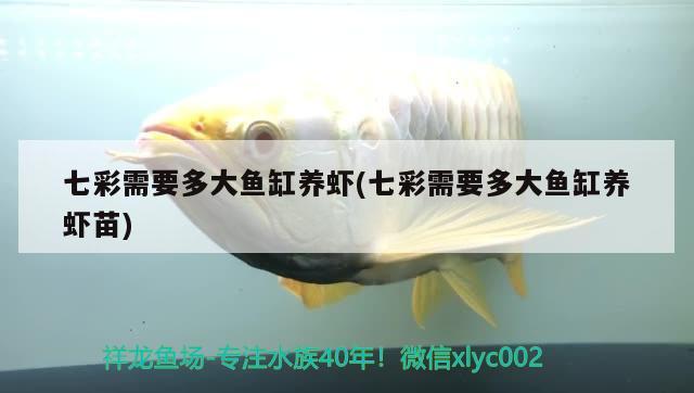 吉林水族館新手的水草缸 水草 第3張