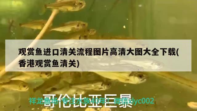 觀賞魚進(jìn)口流程表圖解大全圖片及價格視頻(觀賞魚教程)