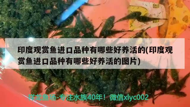 魚缸后置過濾器怎么用（過濾桶濾材放置順序。該怎樣放） 潛水艇魚 第2張