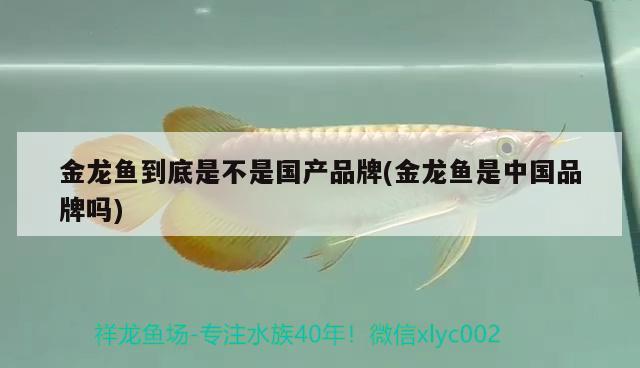 金龍魚到底是不是國(guó)產(chǎn)品牌(金龍魚是中國(guó)品牌嗎) 羅漢魚批發(fā)