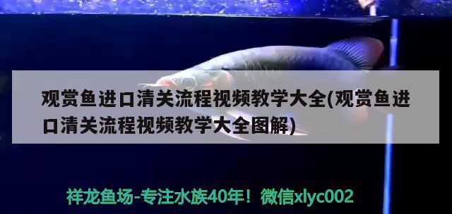 西雙版納傣族自治州觀賞魚市場昨晚好大的風