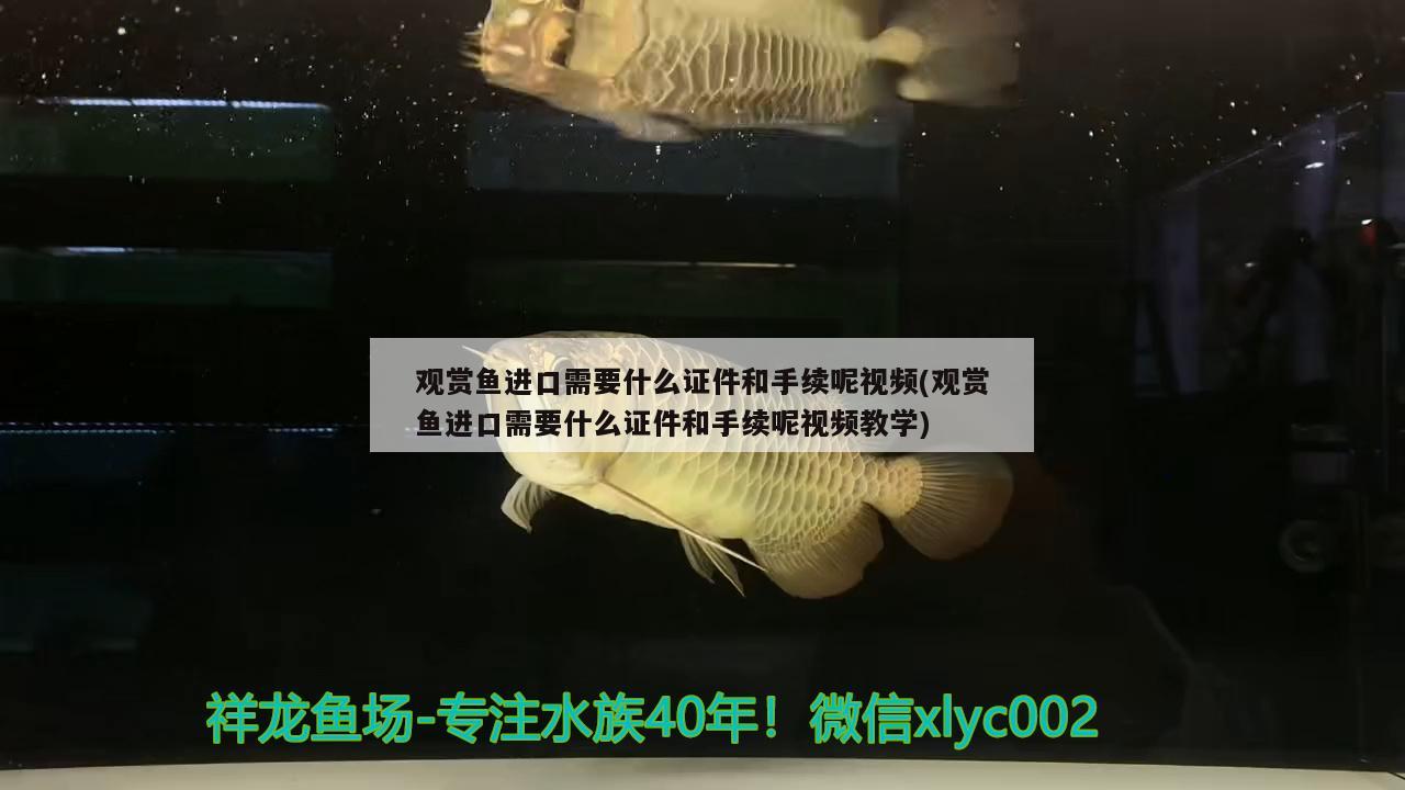 觀賞魚進(jìn)口需要什么證件和手續(xù)呢視頻(觀賞魚進(jìn)口需要什么證件和手續(xù)呢視頻教學(xué))