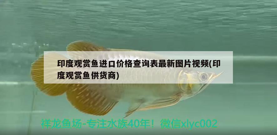 印度觀賞魚進(jìn)口價格查詢表最新圖片視頻(印度觀賞魚供貨商) 觀賞魚進(jìn)出口