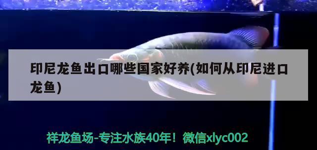 印尼龍魚出口哪些國家好養(yǎng)(如何從印尼進口龍魚)