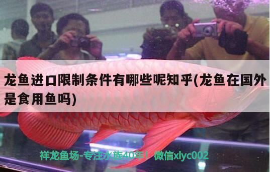 龍魚進口限制條件有哪些呢知乎(龍魚在國外是食用魚嗎) 觀賞魚進出口