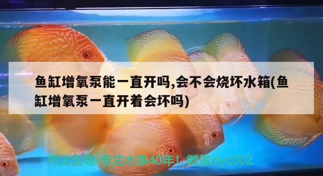 新手入坑剛買(mǎi)的銀龍魚(yú) 銀龍魚(yú) 第3張