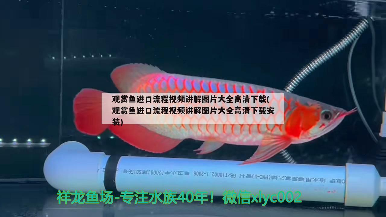 觀賞魚進(jìn)口流程視頻講解圖片大全高清下載(觀賞魚進(jìn)口流程視頻講解圖片大全高清下載安裝) 觀賞魚進(jìn)出口