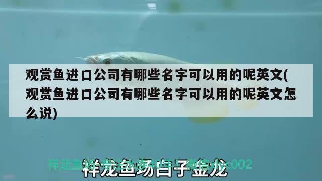 觀賞魚進(jìn)口公司有哪些名字可以用的呢英文(觀賞魚進(jìn)口公司有哪些名字可以用的呢英文怎么說) 觀賞魚進(jìn)出口