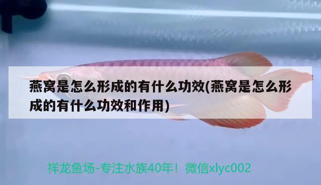 裸缸過濾系統(tǒng)的合理設置及使用心得原創(chuàng) 魚缸凈水劑 第1張