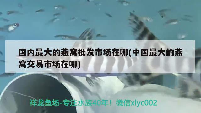 國內(nèi)最大的燕窩批發(fā)市場在哪(中國最大的燕窩交易市場在哪) 馬來西亞燕窩 第1張