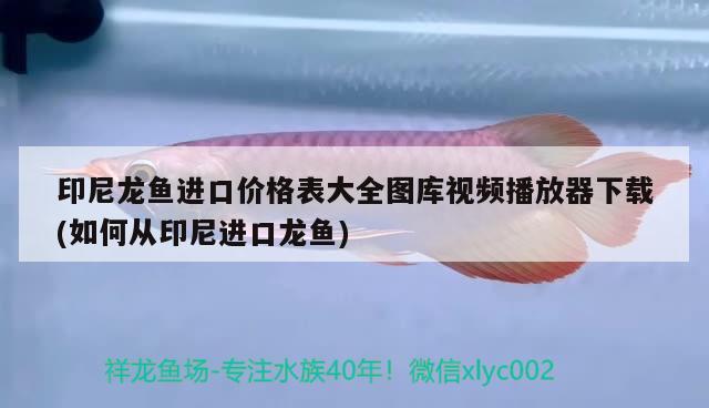 印尼龍魚進口價格表大全圖庫視頻播放器下載(如何從印尼進口龍魚)