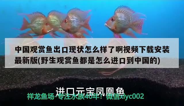 中國觀賞魚出口現(xiàn)狀怎么樣了啊視頻下載安裝最新版(野生觀賞魚都是怎么進口到中國的) 觀賞魚進出口