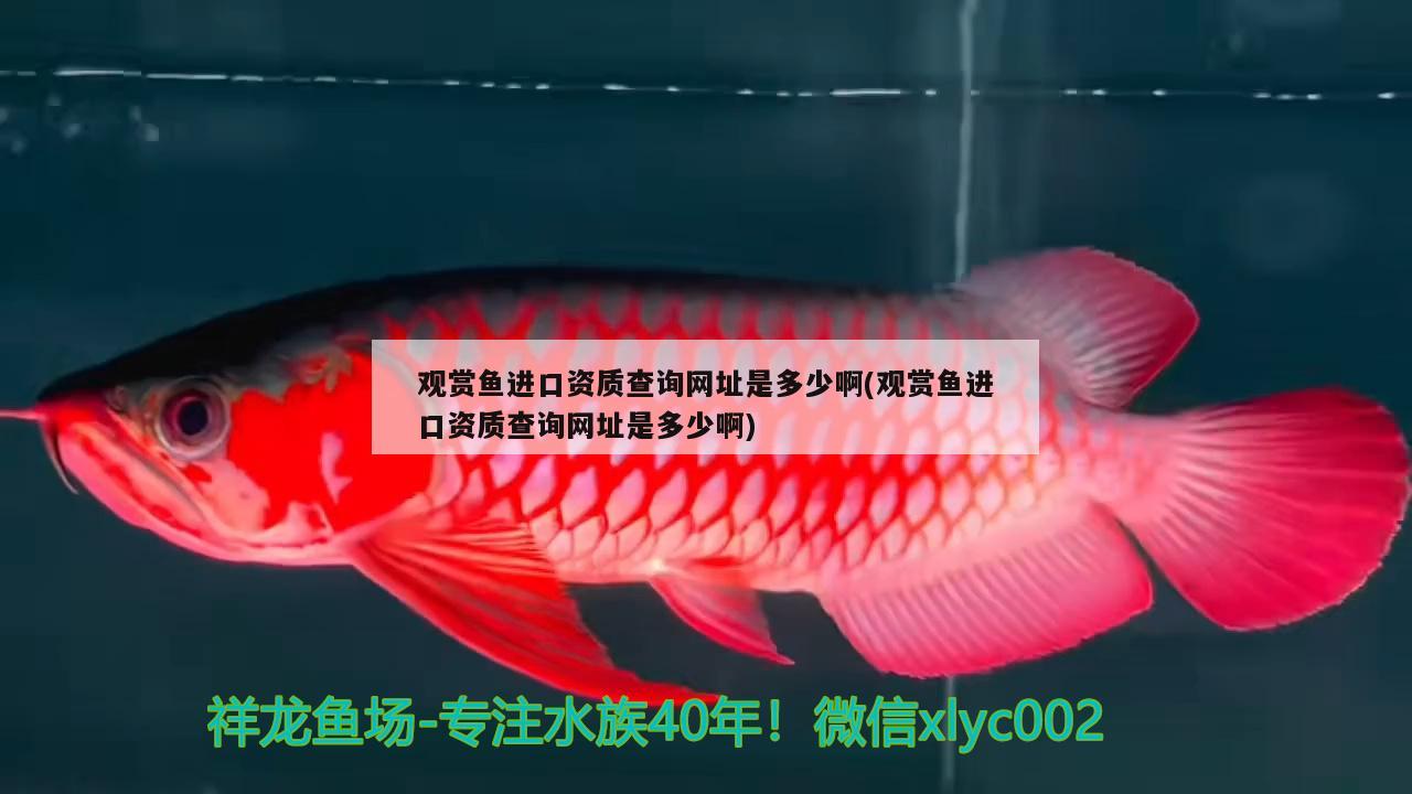 觀賞魚進(jìn)口資質(zhì)查詢網(wǎng)址是多少啊(觀賞魚進(jìn)口資質(zhì)查詢網(wǎng)址是多少啊) 觀賞魚進(jìn)出口