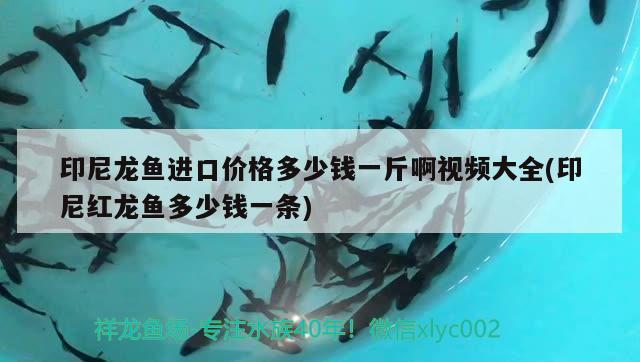 印尼龍魚進(jìn)口價(jià)格多少錢一斤啊視頻大全(印尼紅龍魚多少錢一條) 紅龍魚百科