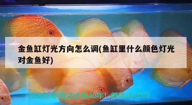 金魚缸燈光方向怎么調(diào)(魚缸里什么顏色燈光對金魚好) 短身紅龍魚