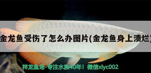 金龍魚受傷了怎么辦圖片(金龍魚身上潰爛) 狗頭魚