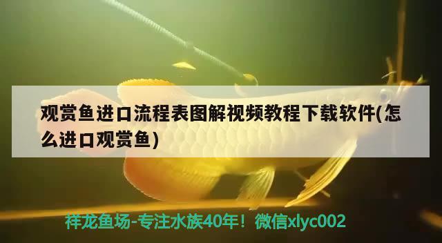 觀賞魚進口流程表圖解視頻教程下載軟件(怎么進口觀賞魚) 觀賞魚進出口