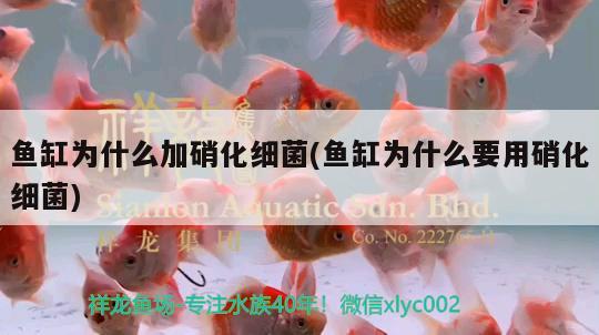 魚缸為什么加硝化細(xì)菌(魚缸為什么要用硝化細(xì)菌) 硝化細(xì)菌