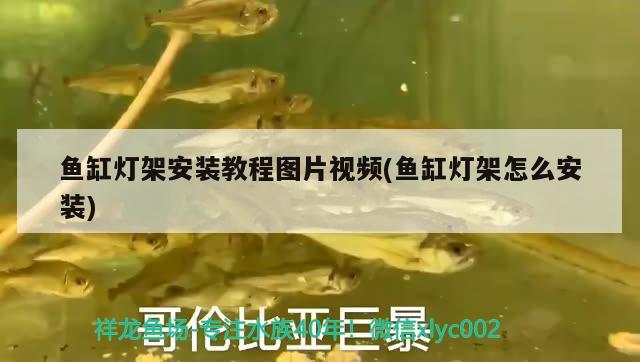 魚缸燈架安裝教程圖片視頻(魚缸燈架怎么安裝)