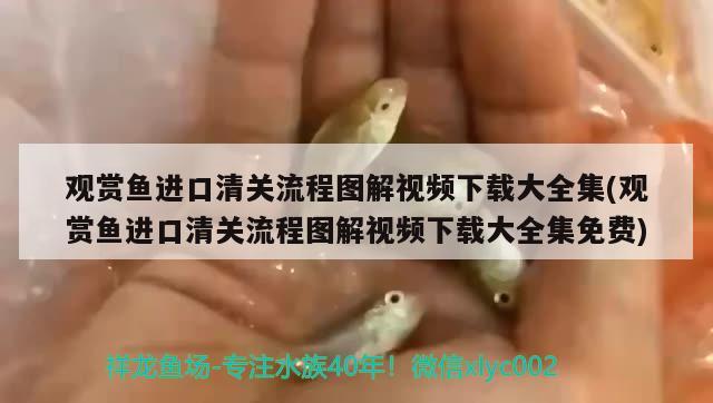 廣州觀賞魚批發(fā)市場進貨渠道有哪些地方：廣州市觀賞魚批發(fā)市場有幾個 觀賞魚批發(fā) 第1張