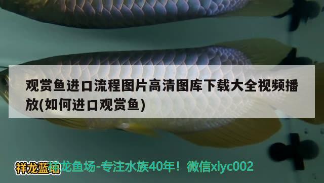 觀賞魚(yú)進(jìn)口流程圖片高清圖庫(kù)下載大全視頻播放(如何進(jìn)口觀賞魚(yú)) 觀賞魚(yú)進(jìn)出口