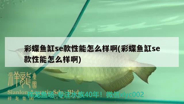 彩蝶魚缸se款性能怎么樣啊(彩蝶魚缸se款性能怎么樣啊) 元寶鯽