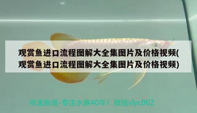 觀賞魚進(jìn)口流程圖解大全集圖片及價格視頻(觀賞魚進(jìn)口流程圖解大全集圖片及價格視頻)