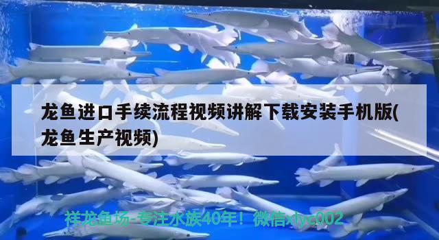 龍魚進口手續(xù)流程視頻講解下載安裝手機版(龍魚生產(chǎn)視頻) 觀賞魚進出口