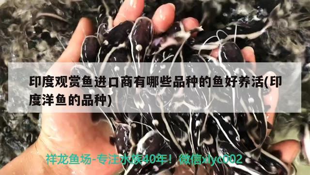 印度觀賞魚進(jìn)口商有哪些品種的魚好養(yǎng)活(印度洋魚的品種)