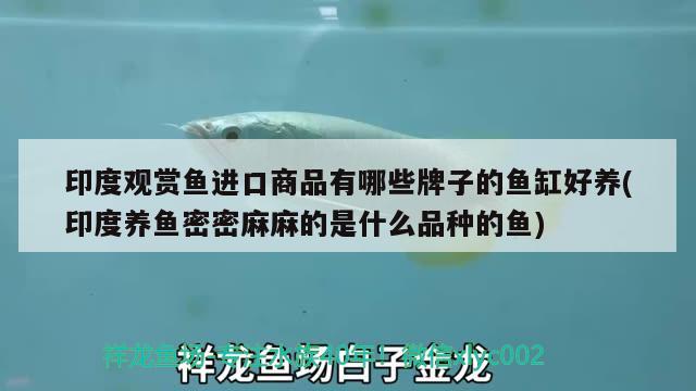 印度觀賞魚進口商品有哪些牌子的魚缸好養(yǎng)(印度養(yǎng)魚密密麻麻的是什么品種的魚) 觀賞魚進出口