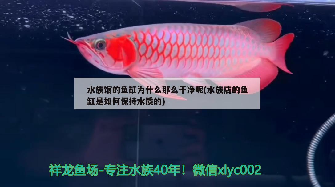 水族館的魚(yú)缸為什么那么干凈呢(水族店的魚(yú)缸是如何保持水質(zhì)的)