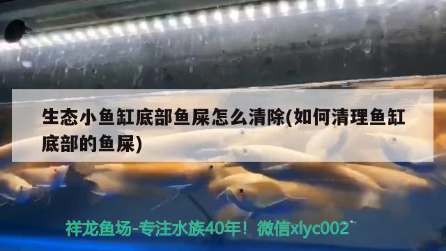 生態(tài)小魚缸底部魚屎怎么清除(如何清理魚缸底部的魚屎) 胭脂孔雀龍魚