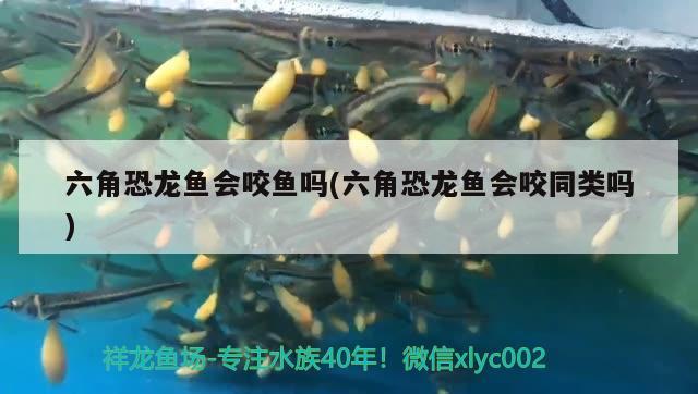 常德水族批發(fā)市場地址電話多少啊（常德水產(chǎn)品批發(fā)市場在哪里） 養(yǎng)魚知識 第2張