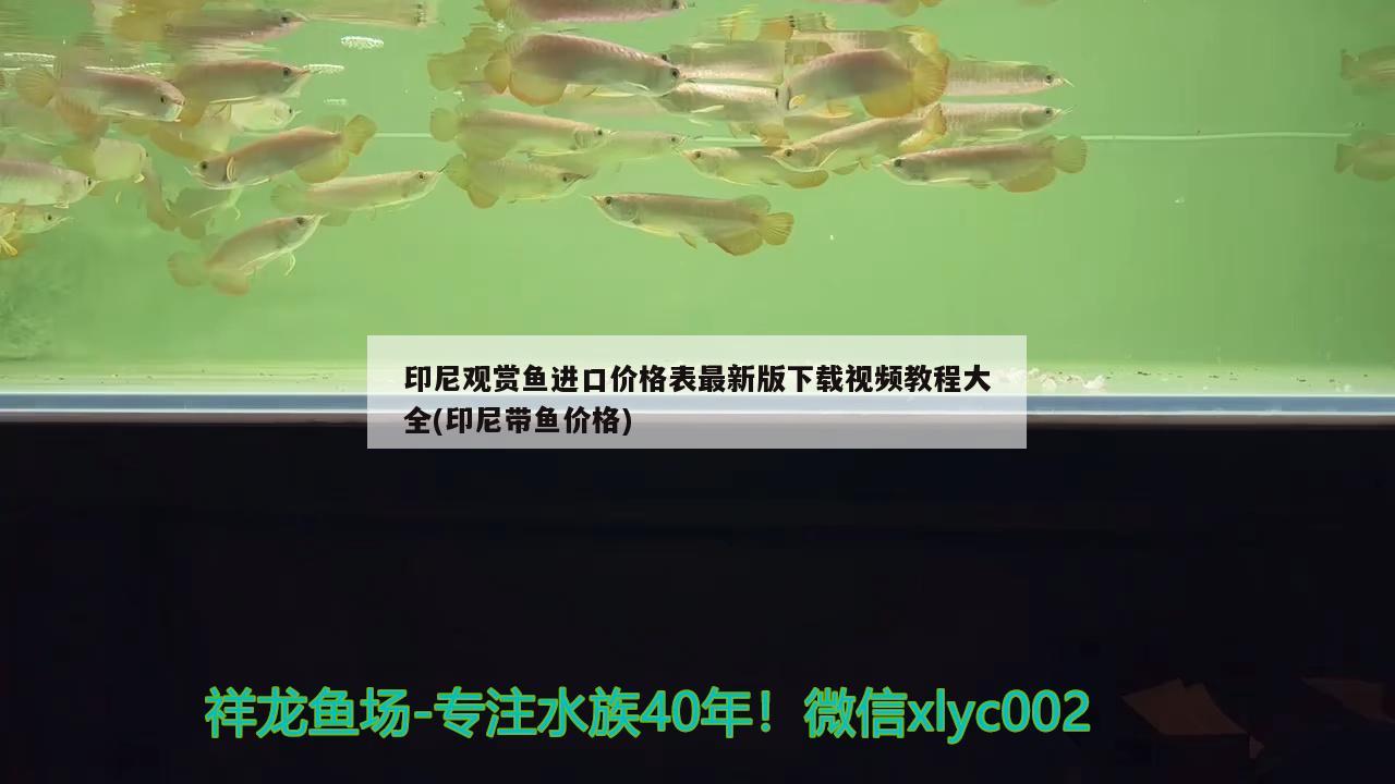 印尼觀賞魚進(jìn)口價(jià)格表最新版下載視頻教程大全(印尼帶魚價(jià)格) 觀賞魚進(jìn)出口