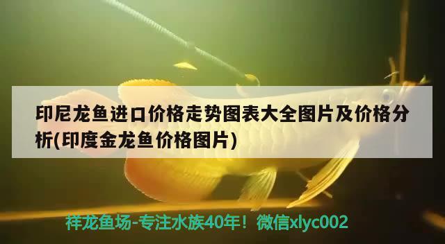 印尼龍魚進口價格走勢圖表大全圖片及價格分析(印度金龍魚價格圖片) 觀賞魚進出口