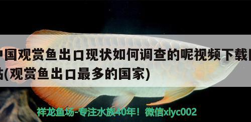 虎魚和龍魚混養(yǎng)怎么喂虎魚（小虎魚能和龍魚混養(yǎng)嗎） 虎魚百科 第1張