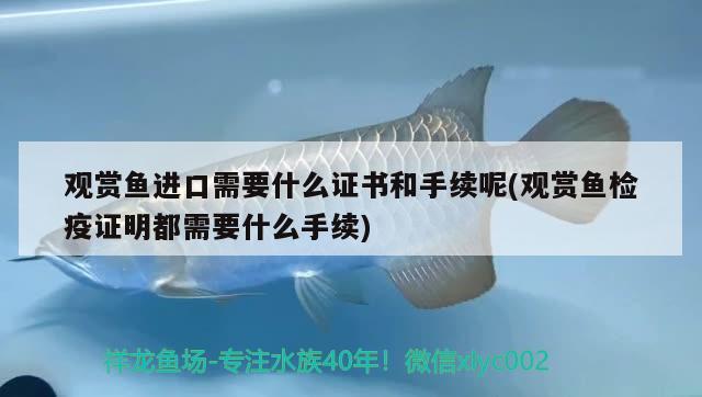 鞍山水族批發(fā)市場營業(yè)時間，鞍山水族批發(fā)市場營業(yè)時間是幾點