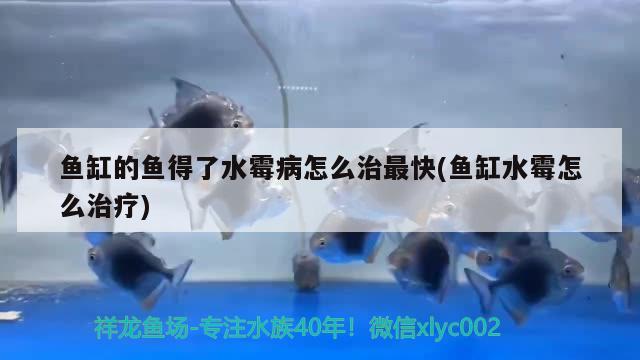 龍巖二手魚缸交易市場電話地址（龍巖二手魚缸交易市場電話地址查詢） 馬來西亞咖啡 第2張