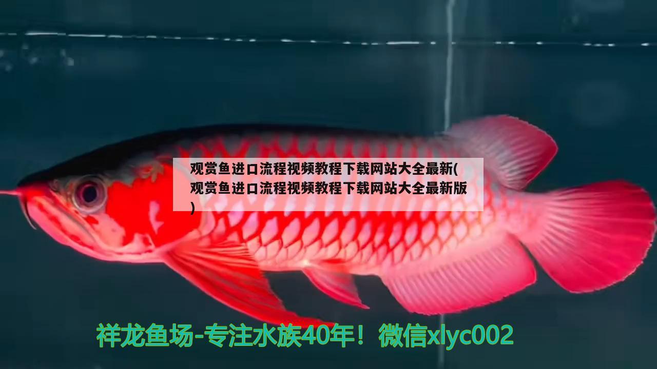 觀賞魚進口流程視頻講解圖片大全高清圖庫(觀賞魚進口流程視頻講解圖片大全高清圖庫下載)