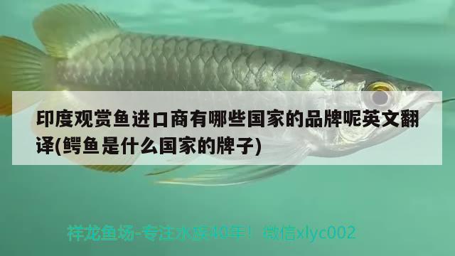 印度觀賞魚進口商有哪些國家的品牌呢英文翻譯(鱷魚是什么國家的牌子) 觀賞魚進出口