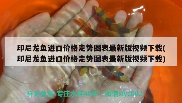 印尼龍魚進(jìn)口價格走勢圖表最新版視頻下載(印尼龍魚進(jìn)口價格走勢圖表最新版視頻下載) 觀賞魚進(jìn)出口