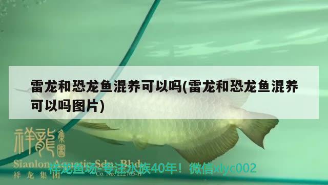 黃顙魚能養(yǎng)在魚缸嗎視頻教程：黃顙魚能養(yǎng)活嗎