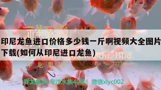 云蘭裝潢在什么地方，蓬萊的海洋館是世界第幾大海洋館 養(yǎng)魚的好處 第2張