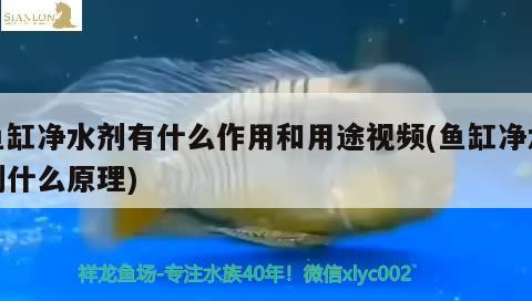 魚缸凈水劑有什么作用和用途視頻(魚缸凈水劑什么原理)