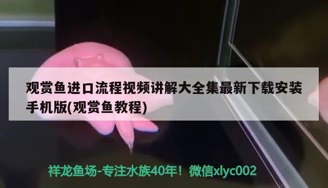 周口魚缸去哪里買的到（你們看過什么留下心理陰影的電影或電視?。?大日玉鯖魚 第2張