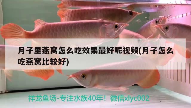 寶蓮燈魚生長速度 虎魚百科 第2張