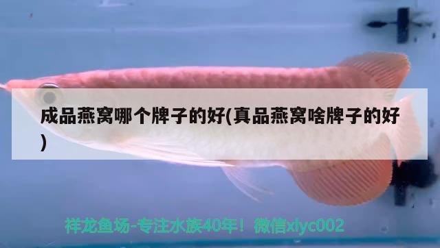 魚(yú)缸的缸的組詞（魚(yú)缸的缸的組詞怎么寫(xiě)） 紅尾平克魚(yú) 第1張