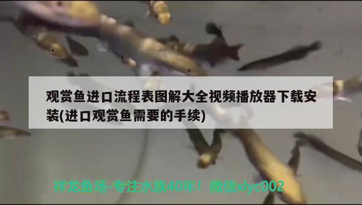 觀賞魚進口流程表圖解大全視頻播放器下載安裝(進口觀賞魚需要的手續(xù)) 觀賞魚進出口